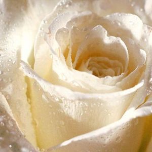 Meet your Posher, Rose